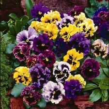 Pansy F1 Frizzle Sizzle Mixed 25 Seeds Winter Flowering Bedding Plants