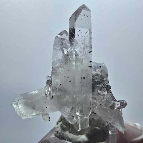 Harlequin lemurian skeleton - lemurian,