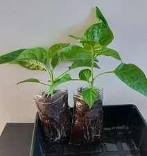 2x Bangladeshi Kala Naga