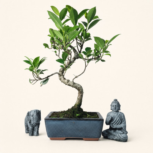 Ficus microcarpa - (banyan, fig)