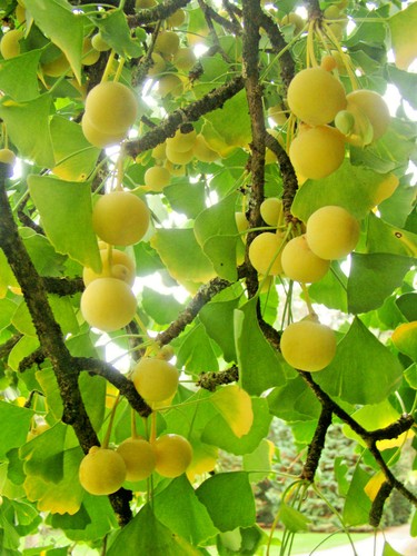 Ginkgo biloba maidenhair - biloba,,