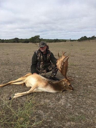 Trophy fallow buck deer - trophy,