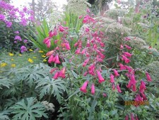 Penstemon Garnet  Hardy Perennial  1 litre pot plants