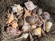 Large Beautiful Seashells Sea