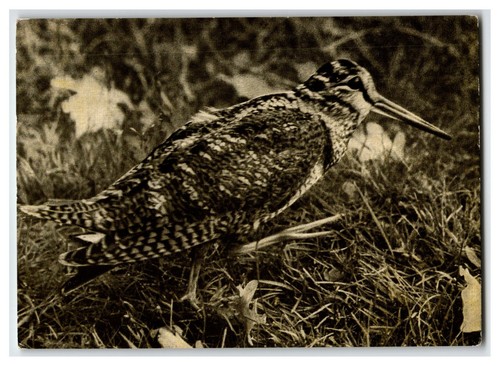 1971 soviet ukraine woodcock - ukraine,