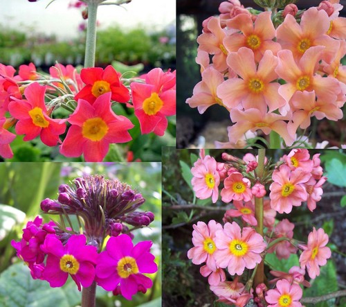 Plants of primula - x,