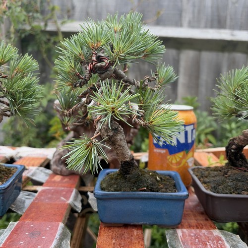Japanese white pine bonsai - japanese,