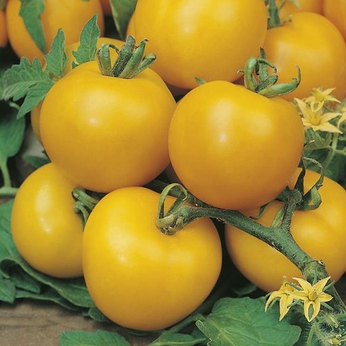 Tomato golden sunrise fresh - tomato,