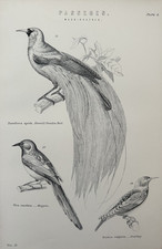 Antique Bird Print c1870 – Paradise Bird, Magpie, Starling – Victorian Engraving
