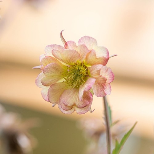 Geum apricot petticoat 9cm - geum,