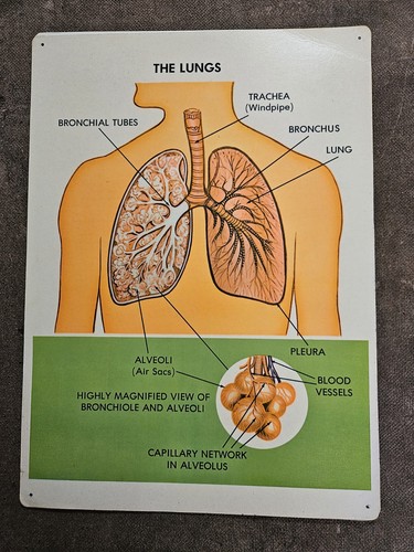 Vintage medical posters 1970 - posters,