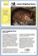 Lesser Hedgehog Tenrec #46.2 Mammals - Grolier Wildlife Adventure Card