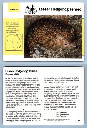 Lesser hedgehog tenrec 2 - hedgehog,