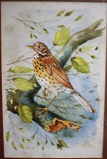 Watercolour Painting Thrush Bird Ornithology by Dominique Audurier original