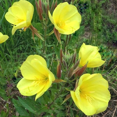 Evening primrose plants - evening,
