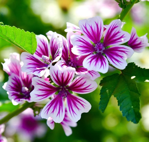 Malva zebrina 70x seeds - malva,