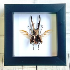 Golden metallic stag - golden,