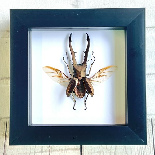 Golden metallic stag - golden,
