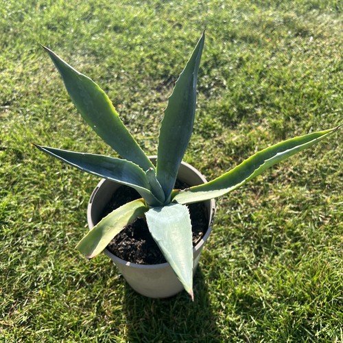 Agave americana century plant - agave, /century