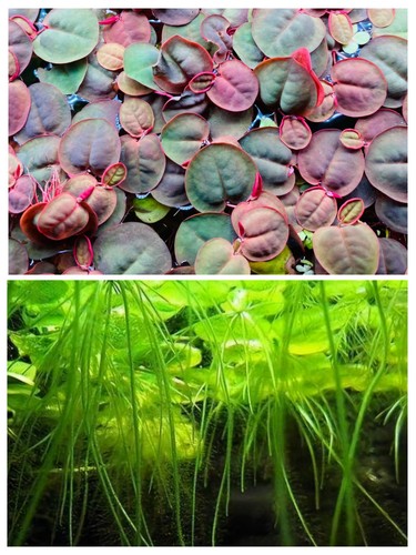 Red root floater plus x - root,