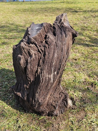 Large fossil wood - , quartz