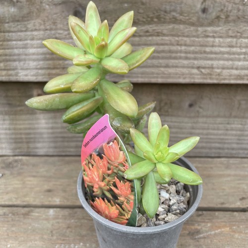 Sedum nussbaumerianum 9cm pot - nussbaumerianum,