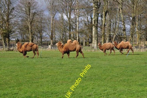 Photo pembrokeshire manor - a2,