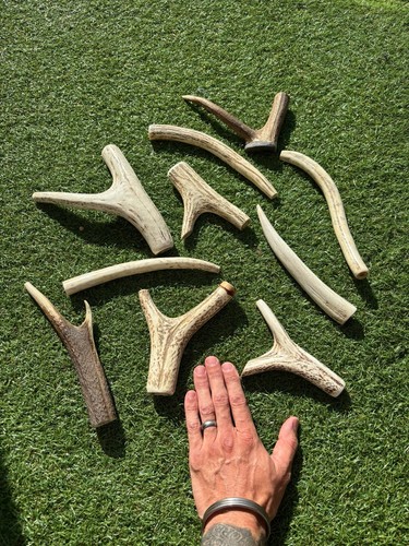 Deer roe antler - deer, ,thumbstick/