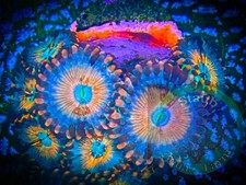 SAF~7- White Zombie Zoanthid