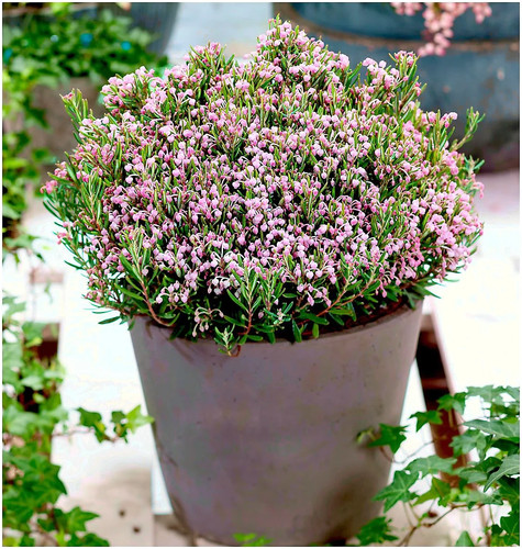 Andromeda polifolia compacta - andromeda,