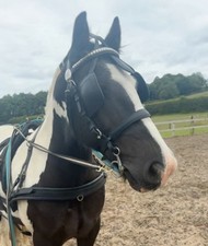 Full Black Leather Harness
