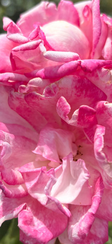 Handel climbing rose litre - handel,