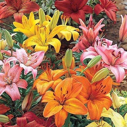 Asiatic lily mix bright - mix,