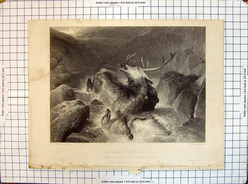 Old engraving death stag - old,