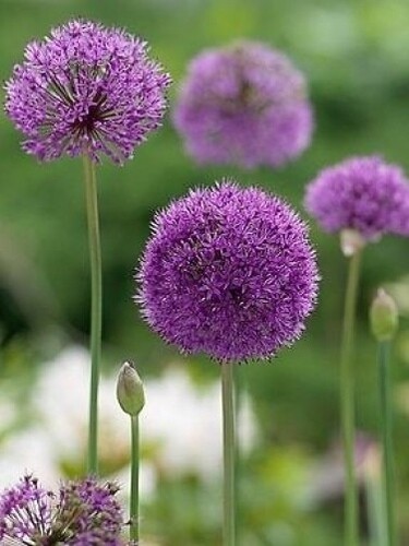 Giant allium purple - giant,