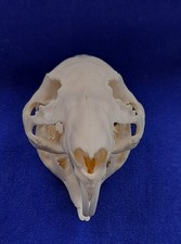 Genuine Animal Skull