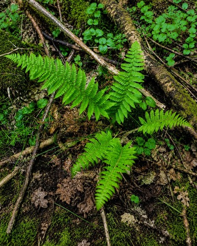 Fern plants 100 quality 5 - fern,