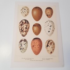 Antique Bird Egg c1890s print lithograph ornithology Frohawk British matted #16