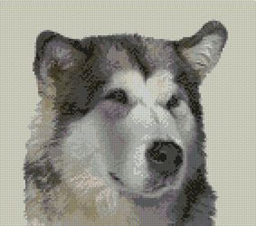 Alaskan malamute dog counted - alaskan,