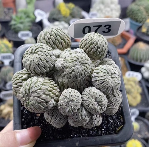 Multi heads rare cacti plant - heads,