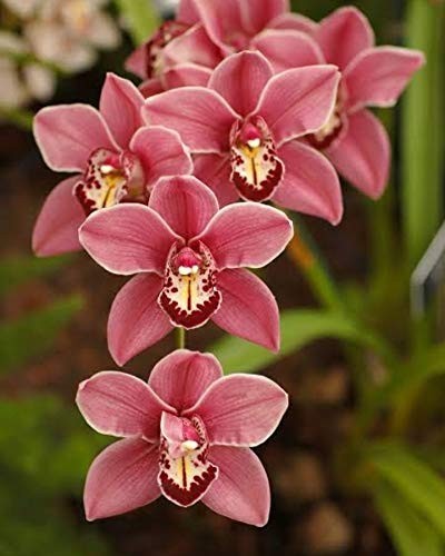 Pretty imported double orchid - double,