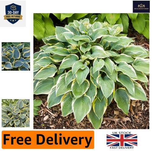 Stunning hosta first - stunning, frost