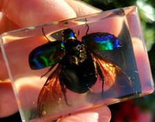 Real FLYING BEETLE Bug Insect