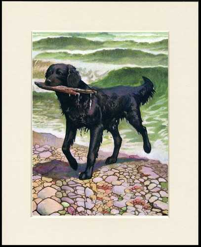 Flat coated retriever dog - coated,