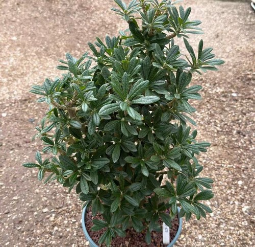 Dorstenia gigas schweinf - schweinf., ex