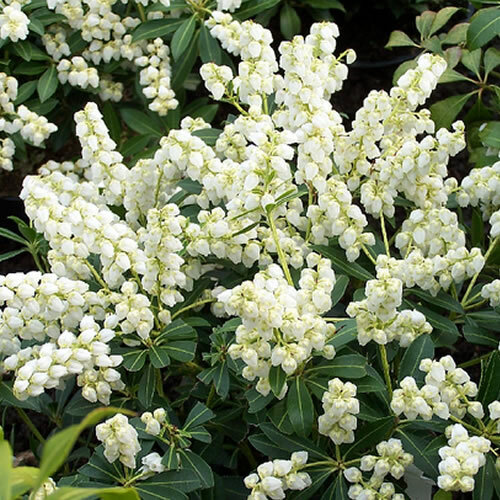Pieris debutante - 1,