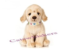 Sitting Golden Labrador Puppy