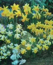 1 25 50 100 250 Mixed Miniature Daffodil Bulbs Spring Garden