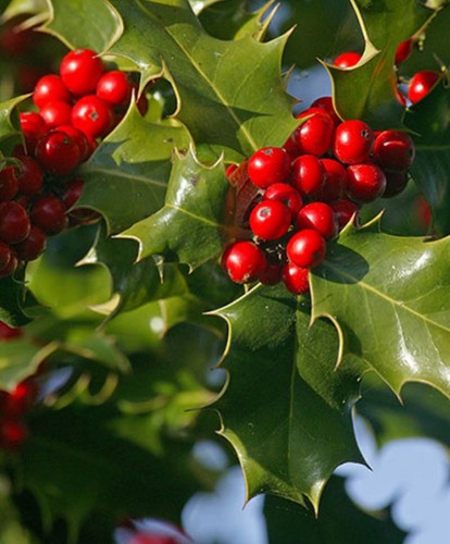 Litre pot holly - 3, tree