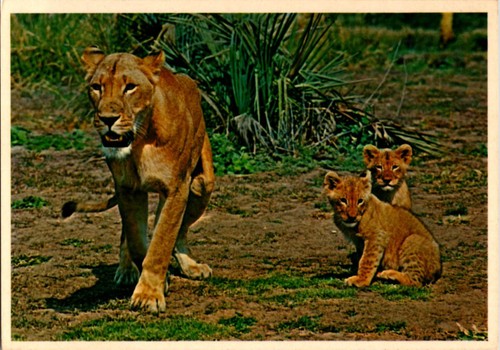 Durban south africa - south,